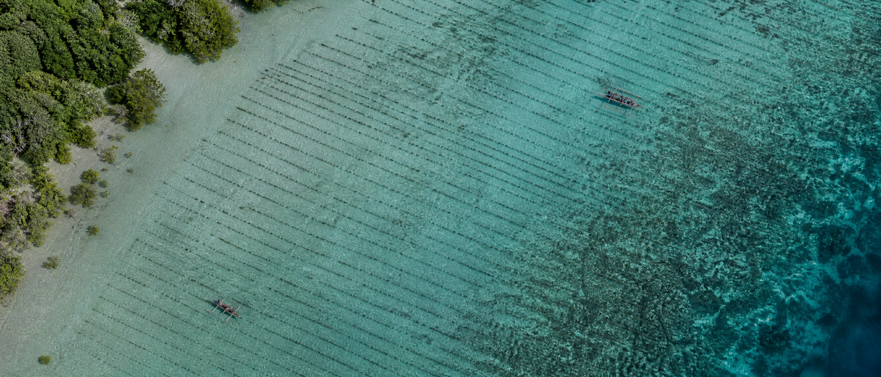 Seaweed Cultivation